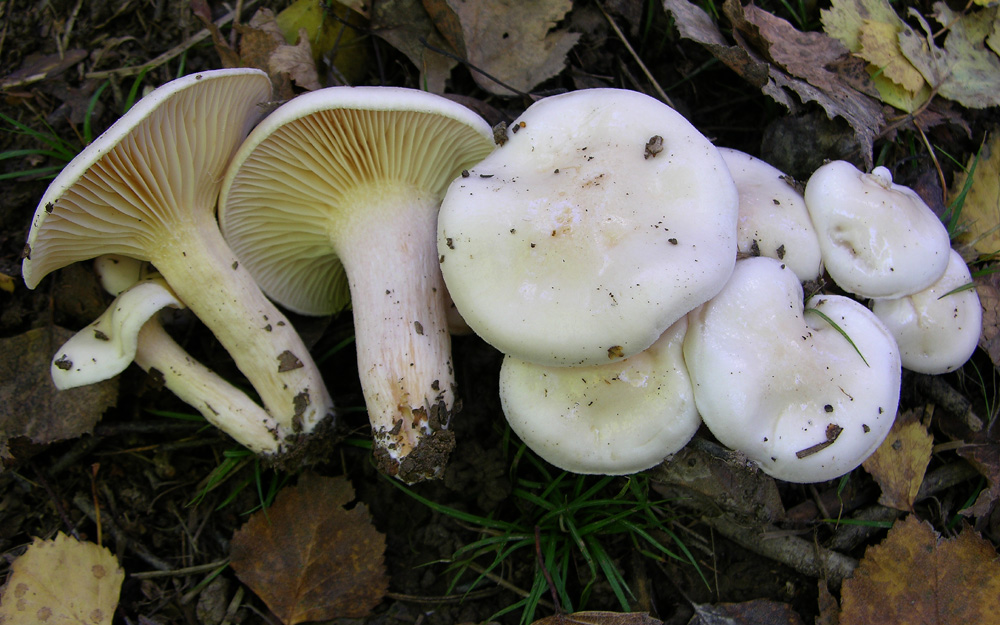 Hygrophorus di betulla.